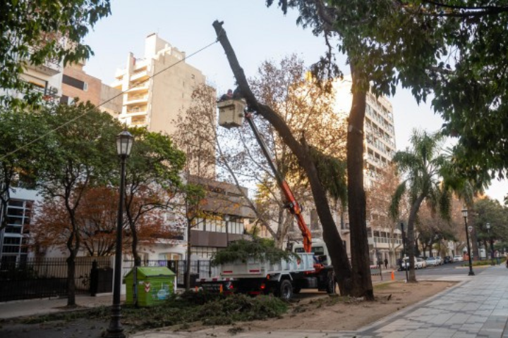 El Municipio extraerá 25 árboles con riesgo de caída durante el fin de semana